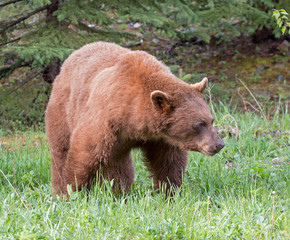 Cinnamon American Black Bear