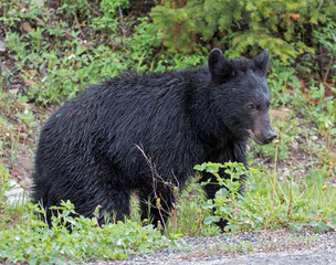 Fototapeta premium American Black Bear