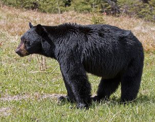 Obraz na płótnie Canvas American Black Bear - male