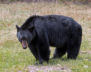 American Black Bear - male
