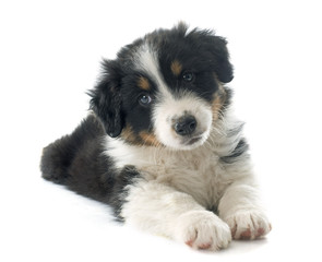 puppy australian shepherd