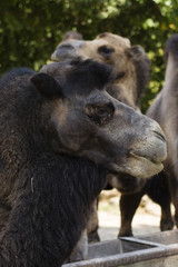 Fototapeta premium Bactrian Camel