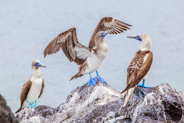 oiseaux fou aux pieds bleus Galapagos Equateur Piqueros