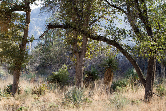 Forest in "Cochise Stronghold" in Arizona's Dragoon Mountains