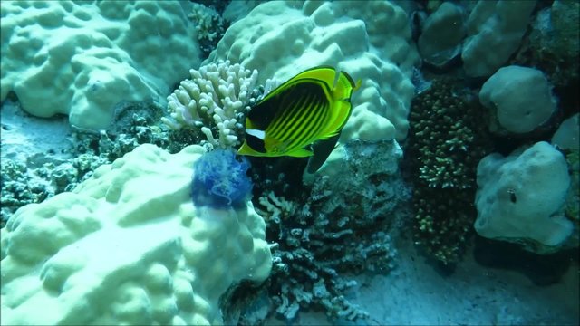Falterfische fressen an sterbender Kronenqualle