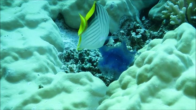 Falterfische fressen an sterbender Kronenqualle