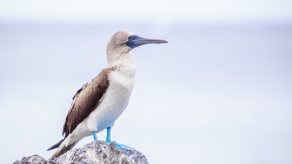 oiseaux fou aux pieds bleus Galapagos Equateur Piqueros