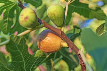 Green fig fruits on branches with green leafs