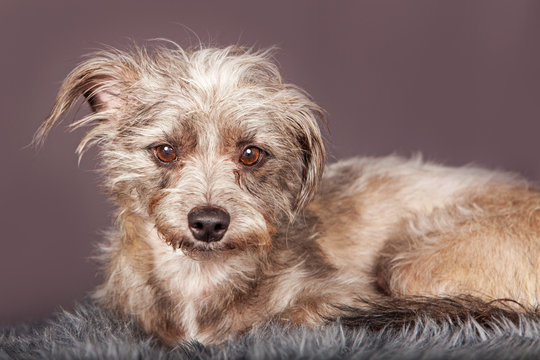 Cute Little Scruffy Terrier Dog Grey Background