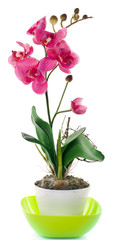 Orchid with buds