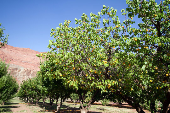 Apricot Orchard in Lonely Dell Ranch National Historic District at Lee's Ferry in Arizona