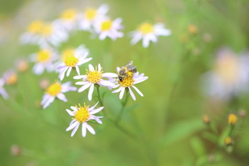 野菊とミツバチ