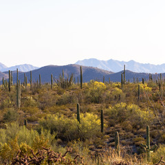 Dawn at Organ Pipe Cactus National Monument on the US-Mexico border