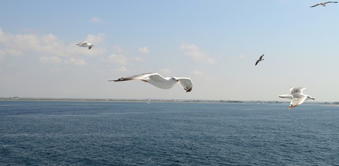 Seagulls