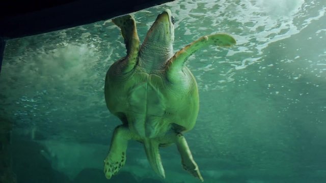 tortuga verde