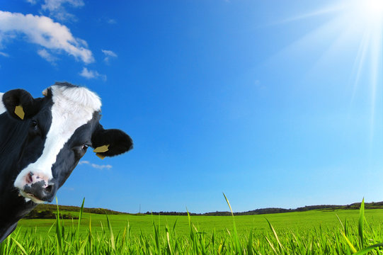 Mucca che guarda con uno sfondo di una prateria verde e un cielo azzurro