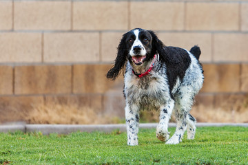 English Springer Spaniel Dog Playing in Yard