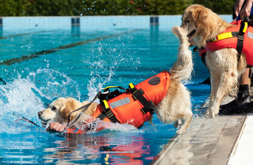 Lifeguard dog