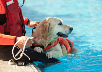 Lifeguard dog - obrazy, fototapety, plakaty