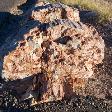 Cutaway section of a fossilized tree in Petrified Forest National Park in Arizona
