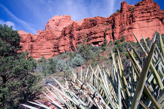 Yucca, pinyon pines, and massive cliffs along Schnebly Hill Road near Sedona, Arizona