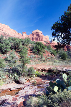 Oak Creek, cacti, trees and cliffs along Schnebly Hill Road near Sedona, Arizona