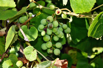 Fototapeta premium Bunches grapes