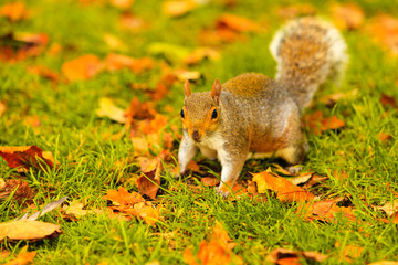 grey squirrel in autumn park
