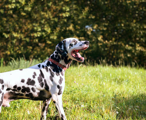 Dalmatian dog on the nature