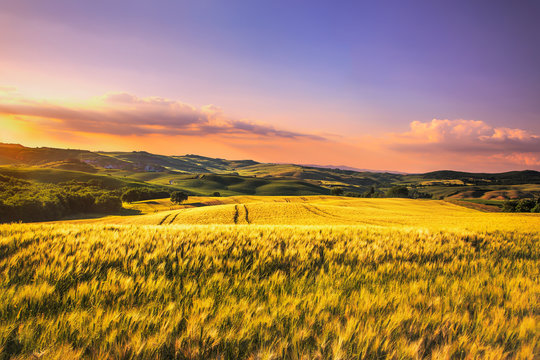 Tuscany spring, rolling hills and wheat on sunset. Siena rural l