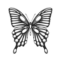 beautiful black and white butterfly. with watercolor effect