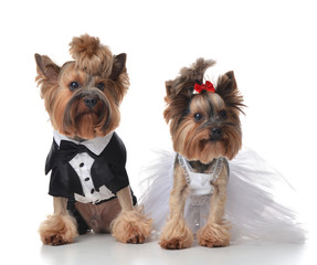 Yorkshire Terriers dressed up for wedding like broom and bride s