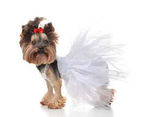 Yorkshire Terrier dog dressed up for wedding like bride standing