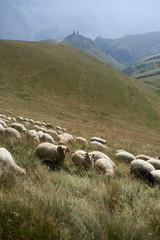  large herd of sheep  in the pasture