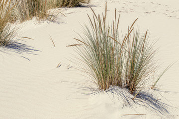 Golden dune