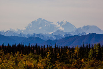 Fototapeta na wymiar Spruce tree and birch tree in Denali National Park, Alaska
