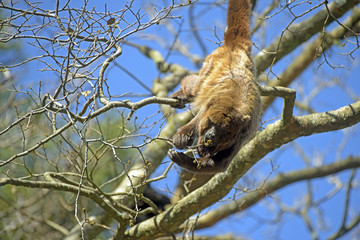 Brown howler or brown howling monkey