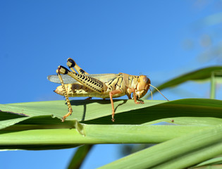 Grasshopper/wide shot of large grasshopper.