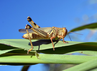 Grasshopper/wide shot of large grasshopper.