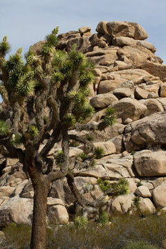 Joshua Tree and intriguing rocks in Joshua Tree National Park in California