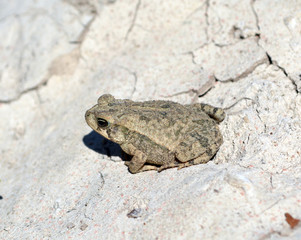 Toad/Large Toad on cracked, dried earth