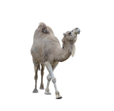Single-Humped Camel
