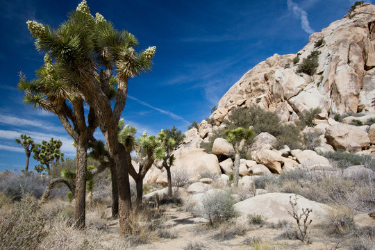 Joshua Trees and intriguing rocks in Joshua Tree National Park in California