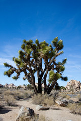 Fototapeta na wymiar Large Joshua Tree beside the main road in Joshua Tree National Park in California