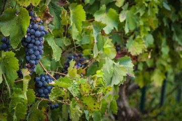 Red wine grapes on the vine with green leaves