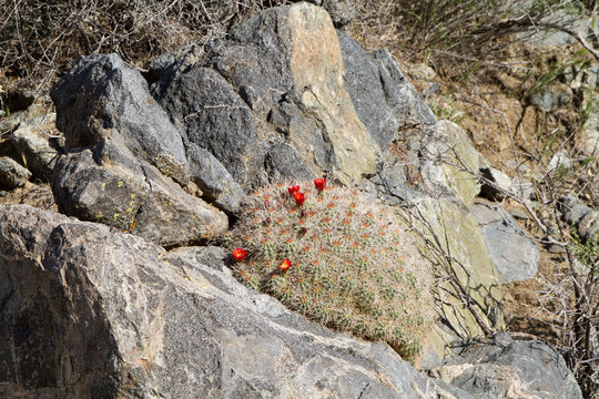 Red-flowering Claret Cup cactus grows on a rock in Mojave National Preserve in California