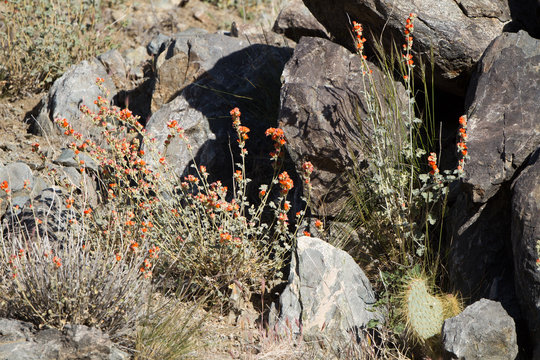 Clumps of orange-flowering Globe Mallow in Mojave National Preserve in California
