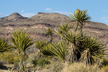 Joshua Trees and eroded hills in Mojave National Preserve in California