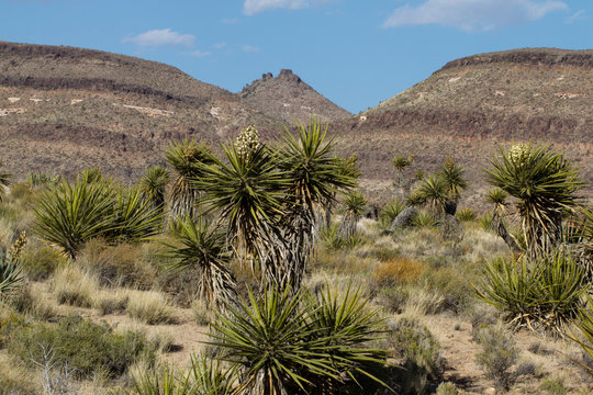 Joshua Trees and eroded hills in Mojave National Preserve in California