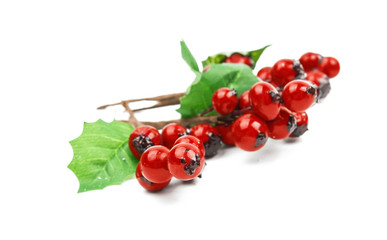 winterberry Christmas branch with red holly berries